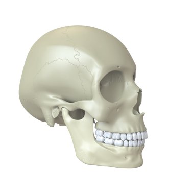 işlenmiş kafa kafatası