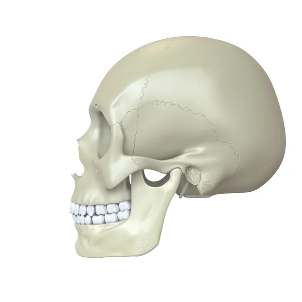 Rendered human skull — Stock Photo, Image