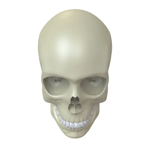 인간의 두개골을 렌더링 — 스톡 사진