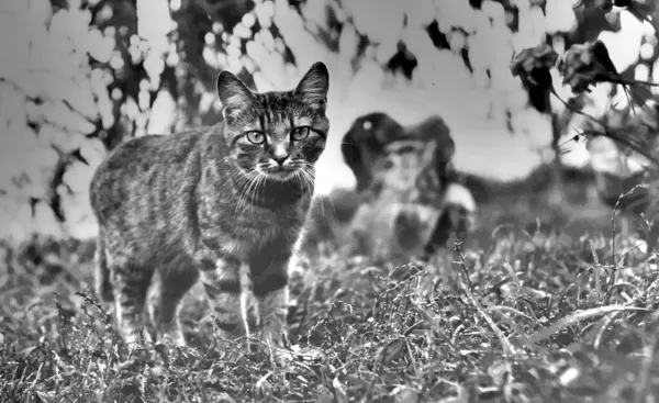 Cat Walks Garden — Stock Photo, Image