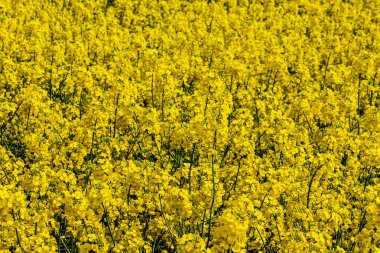 Sarı bitkiler kanola sahasında