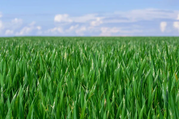 Frische grüne Pflanzen auf dem Feld vor blauem Himmel — Stockfoto