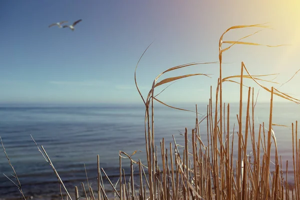 Altın kamış sığ mavi denize ve berrak mavi gökyüzüne karşı — Stok fotoğraf