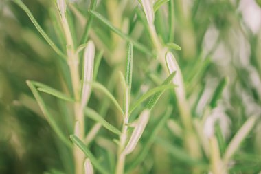 Bulanık yeşil bitki arkaplanı