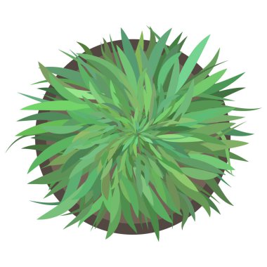 Yeşil saksı bitkisinin yukarıdan görünüşü