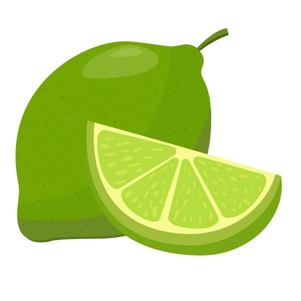 Fruto de lima verde aislado sobre fondo blanco — Vector de stock