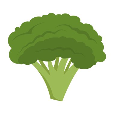 Beyaz arkaplanda izole brokoli, düz tasarım vektör çizimi