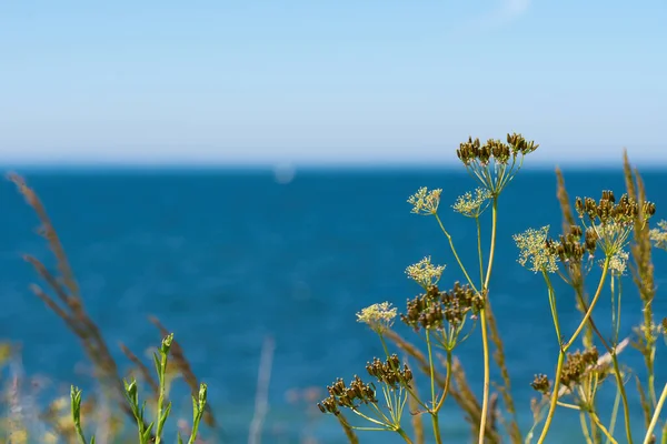 Vahşi Chervil, anthriscus sylvestris, mavi deniz ve gökyüzüne karşı, doğa arka planı