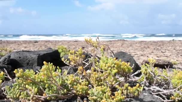 Planta Suculenta Que Mueve Viento Contra Playa Océano Cielo Azul — Vídeo de stock