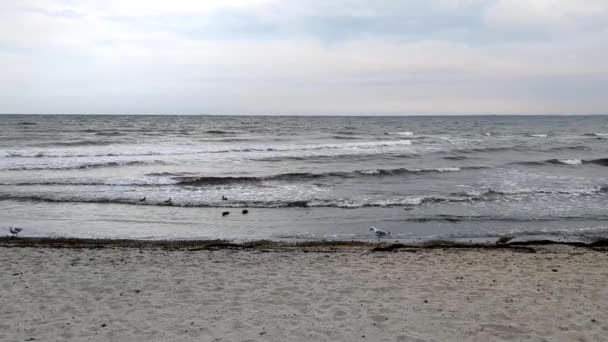 Mar Báltico Playa Cerca Kellenhusen Alemania Día Ventoso Otoño — Vídeos de Stock