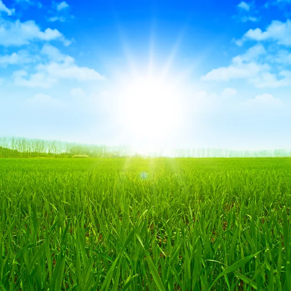 Sunset Sky Grass Field Meadow Shine — Stock Photo, Image