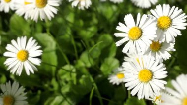 Daisy çayır üzerinde