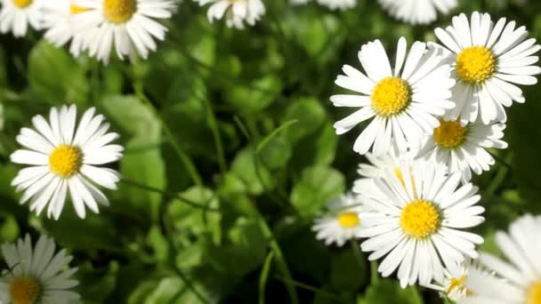 Marguerite sur prairie 
