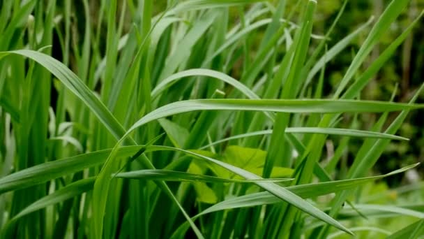 Wild grass — Stock Video