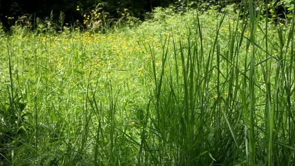 Wild flowers in the meadow — Stock Video
