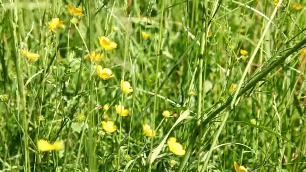 fleurs sauvages dans la prairie
