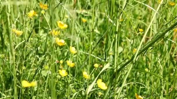 Vilda blommor på ängen — Stockvideo