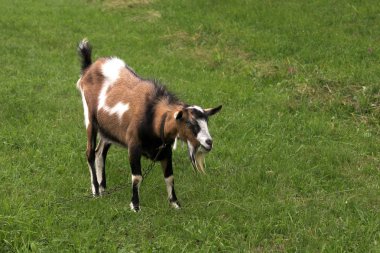 Çayırda herding keçi