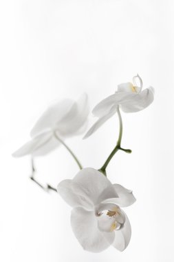 Beyaz Orkide