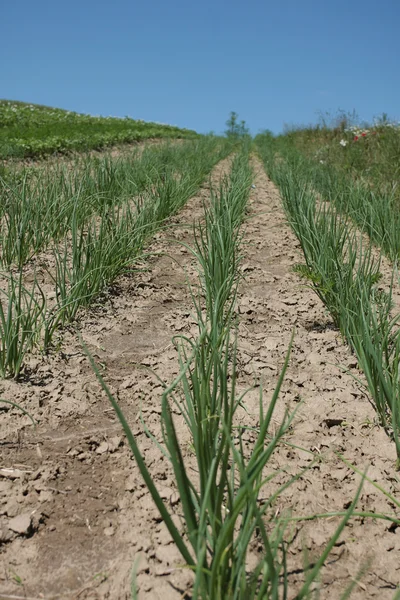 Campo cultivado —  Fotos de Stock