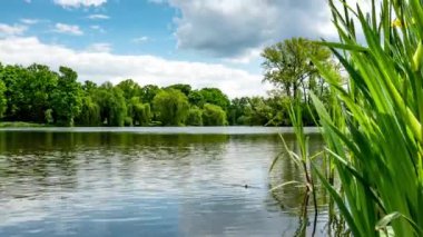 Güneşli bir yaz gününde, huzurlu gölün kıyılarında yeşil ağaçlar büyüyor..