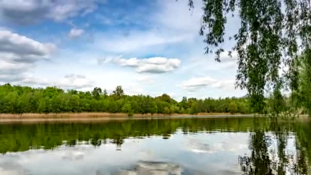 Árvores Verdes Que Crescem Nas Margens Lago Tranquilo Dia Ensolarado — Vídeo de Stock