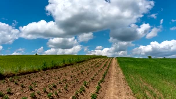 Céu Azul Com Nuvens Movendo Timelapse — Vídeo de Stock