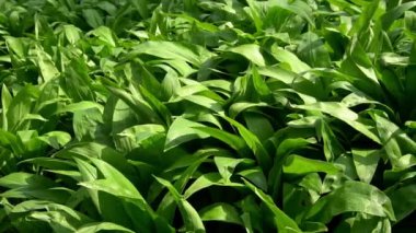 Ayı sarımsağı baharın başında orman zeminini tamamen kaplar..