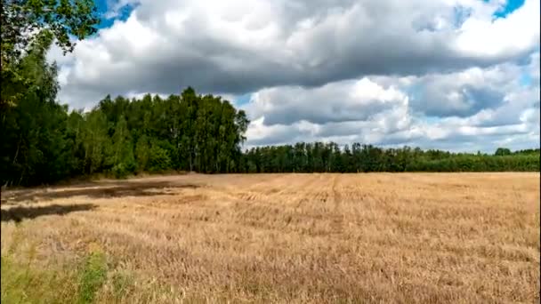 ポドラシーの森 牧草地の間を空を移動する雲 — ストック動画