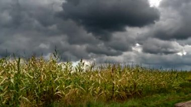 Gökyüzünde hareket eden bulutlar Podlasie ormanları, tarlaları ve çayırları arasında.