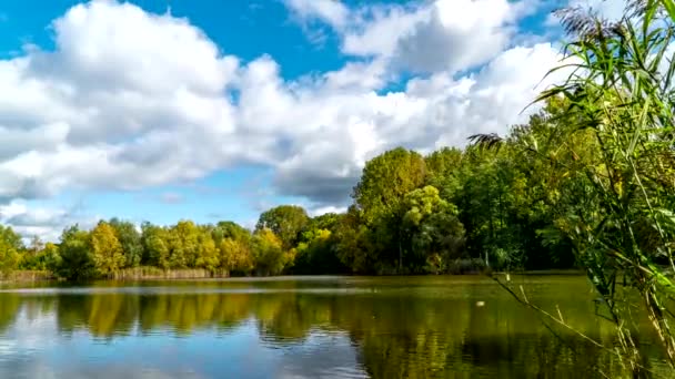 阳光明媚的日子里 和平湖畔长满了秋天的树木 — 图库视频影像