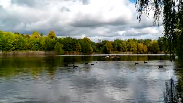 Arbres Automne Poussant Sur Les Rives Lac Paisible Par Une — Video