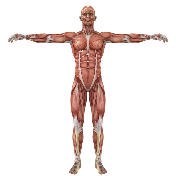 Anatomy Stock Image