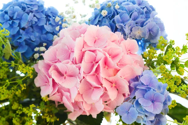 Blue and pink hydrangea — Stock Photo, Image