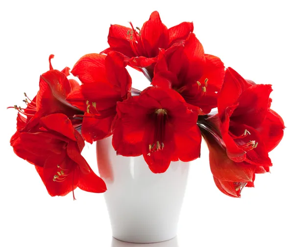 Röd amaryllis — Stockfoto