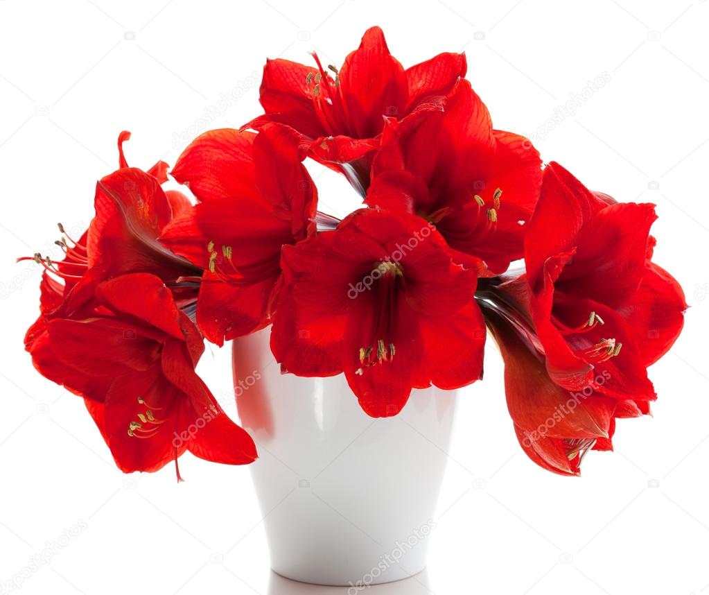 Red amaryllis