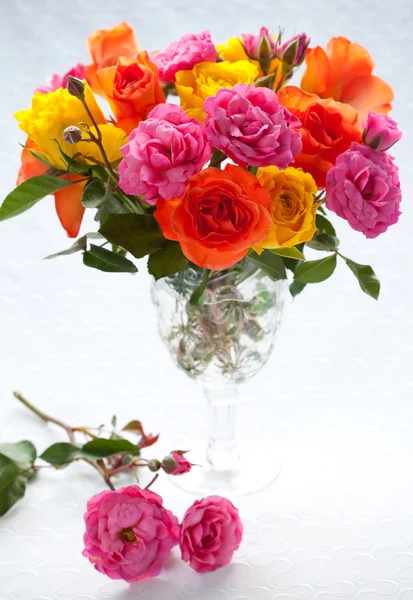 Róż wielokolorowe — Zdjęcie stockowe