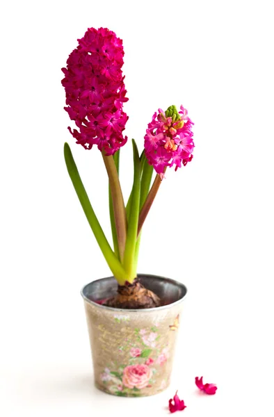 Hyacinths — Stock Photo, Image