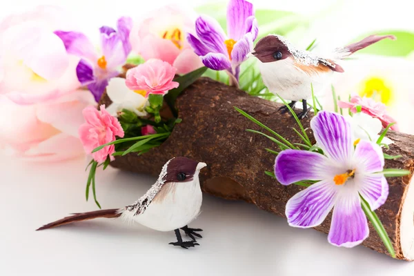 Spring flowers and birds — Stock Photo, Image