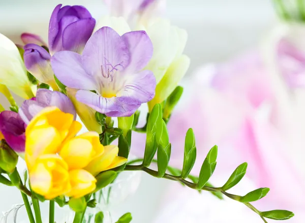 Freesia — Stockfoto