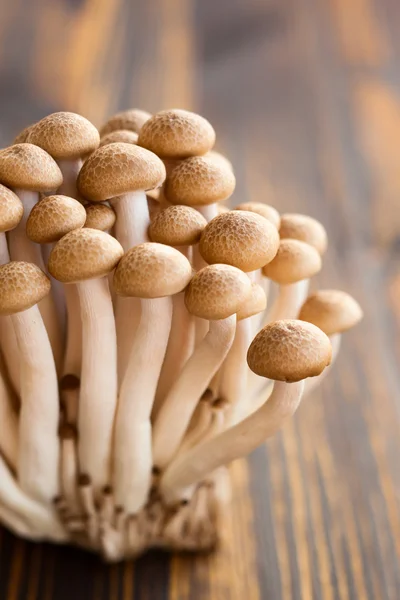 Brown beech mushrooms — Stock Photo, Image