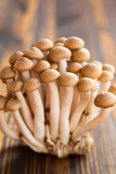 Hnědá beech houby — Stock fotografie