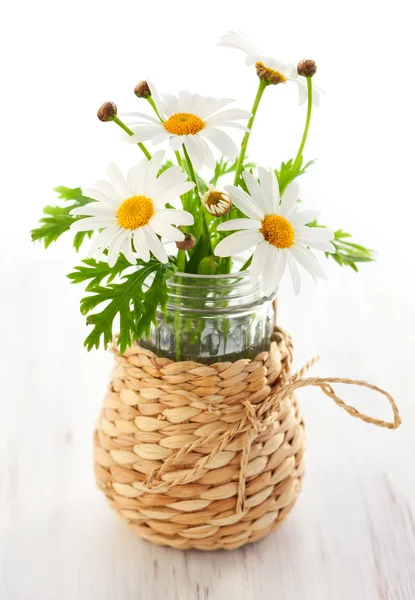 Čerstvý heřmánkový květ — Stock fotografie
