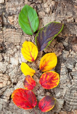 Sonbahar Yaprakları
