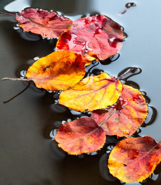 Hojas de otoño —  Fotos de Stock