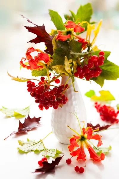 Planten van viburnum rode bessen en gloriosa — Stockfoto