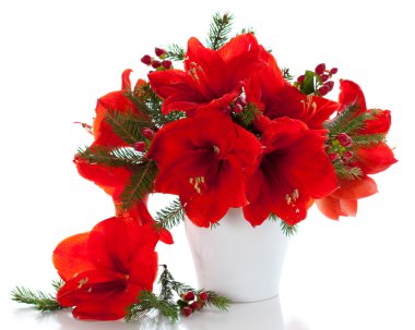 amaryllis Noel düzenlenmesi
