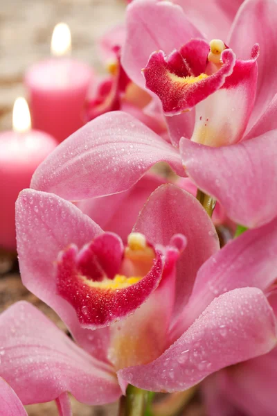 粉红色的兰花 — 图库照片