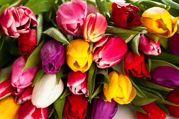 Весенние тюльпаны — стоковое фото