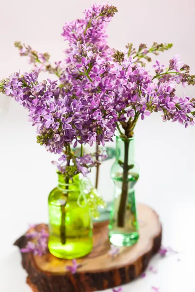 Violet lilac — Stock Photo, Image